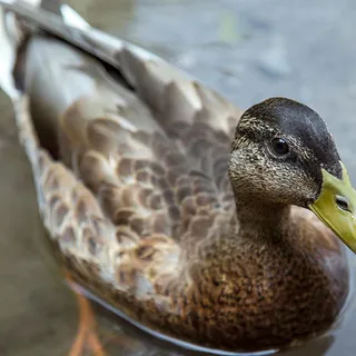Close-up van een wilde eend in het water, donkere achtergrond