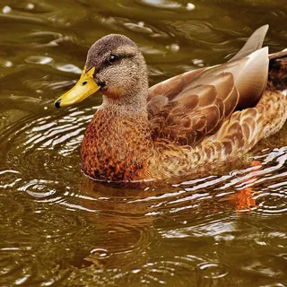 Wilde eend zwemt in goudgekleurd water bij zonsondergang