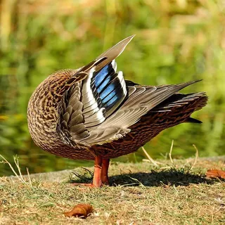 Wilde eend op de grasrand, met gespreide vleugel en blauwe vleugelspiegel