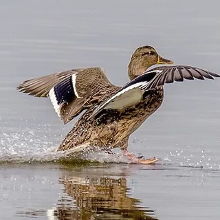 Wilde eend rekt de vleugels in ondiep water