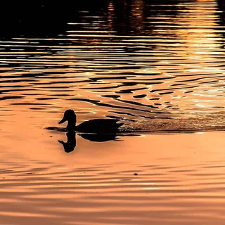 Eend als silhouet op oranje water in de avondzon