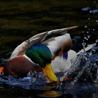 Woerd spettert in het water, oranje poten zichtbaar