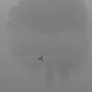 Kleine eend in de verte op grijs, mistig water