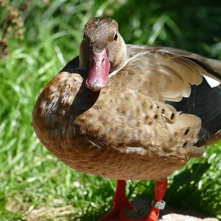 Wilde eend met roodachtige snavel staat op het gras