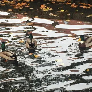 Paar eenden in donker water met groene weerspiegeling