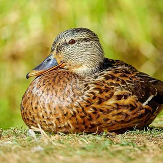 Wilde eend dichtbij op het gras in warm licht