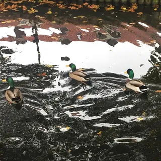 Eenden in donker water met weerspiegeling van bomen