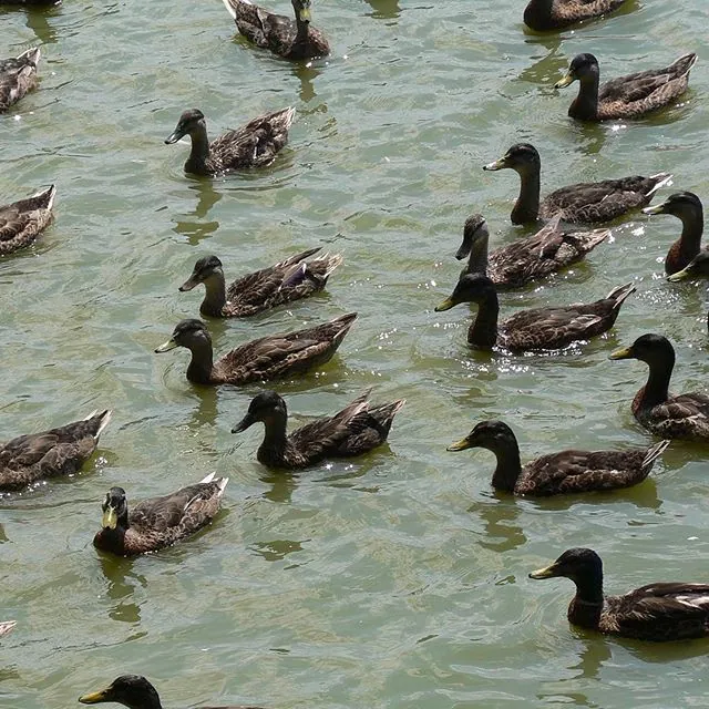 Grote groep wilde eenden zwemt in troebel water