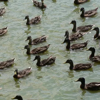 Grote groep wilde eenden zwemt in troebel water