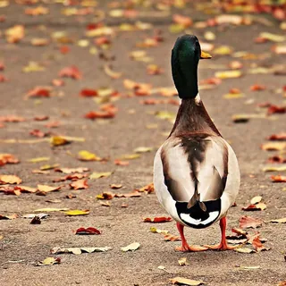 Woerd met groene kop loopt weg over herfstbladeren