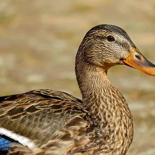 Kop van een wilde eend (vrouwtje) op het grind
