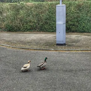 Twee eenden in de verte bij een lantaarnpaal op een stadskade