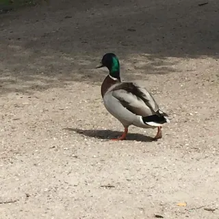Woerd staat op een zanderige oever