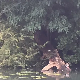 Eend in een parkvijver bij wilgen