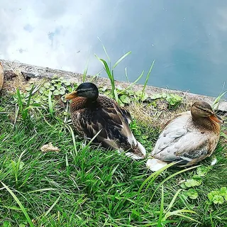 Twee wilde eenden in het gras, woerd en vrouwtje