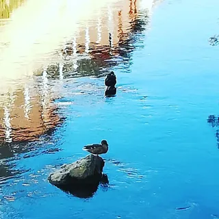 Eenden zwemmen in een felblauwe gracht
