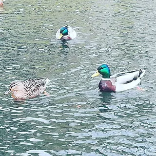 Meerdere woerden zwemmen in woelig water