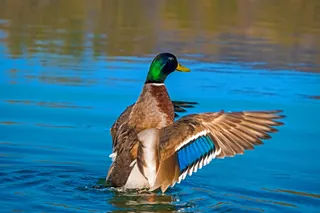 Woerd slaat met de vleugels boven het water