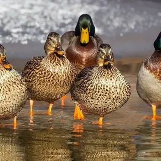 Groep wilde eenden op de oever