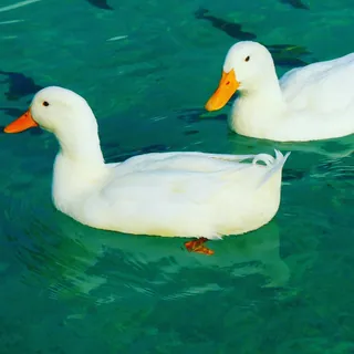 Twee witte tamme eenden in groen water