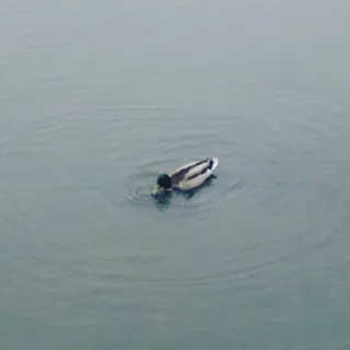 Eén kleine eend in de verte op grijs water